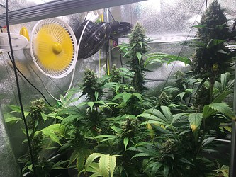 Growreport Bild 4