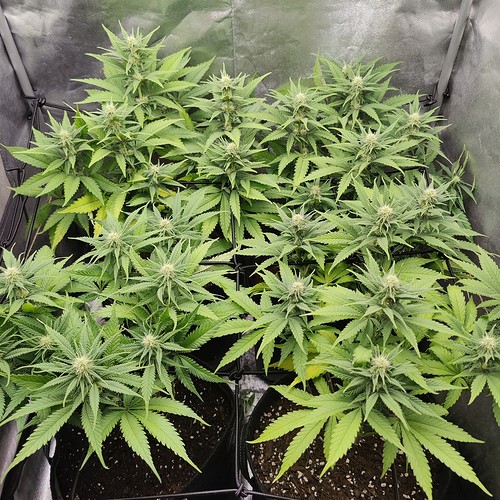 Growreport Bild 17