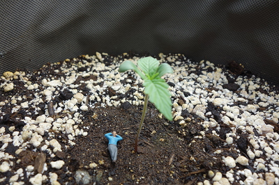 Ein junger Cannabiskeimling mit zwei Blättern steht in Erde, daneben eine kleine Figur eines liegenden Mannes.