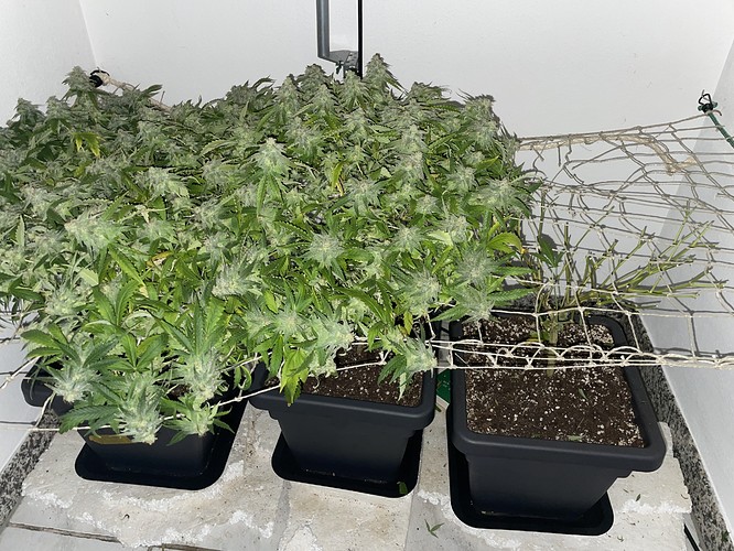 Growreport Bild 26