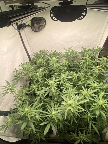 Growreport Bild 6