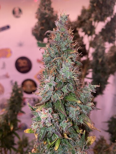 Growreport Bild 5