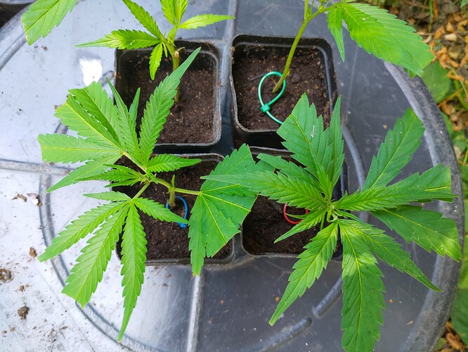 Growreport Bild 4