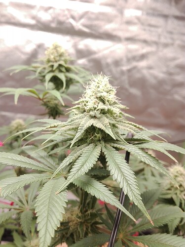 Growreport Bild 5