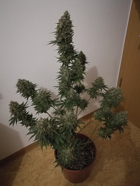 Growreport Bild 2