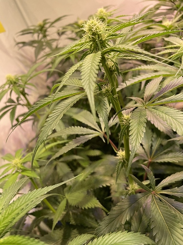 Growreport Bild 1