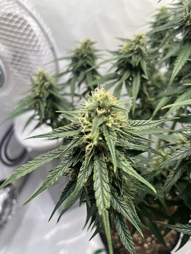 Growreport Bild 3