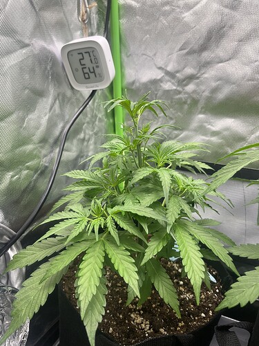 Growreport Bild 32