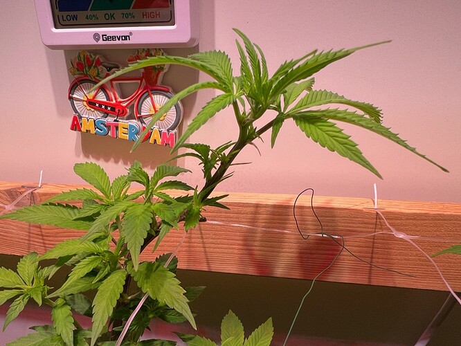 Growreport Bild 4