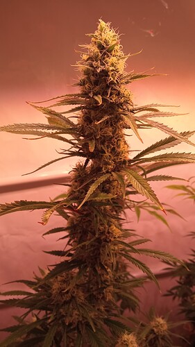 Growreport Bild 15