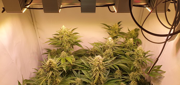 Growreport Bild 3