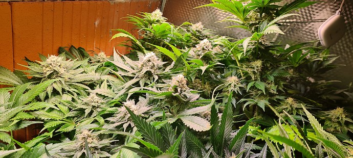Mehrere blühende Cannabispflanzen mit dichten Blütenständen und breiten Blättern, die in einem Innenraum wachsen.