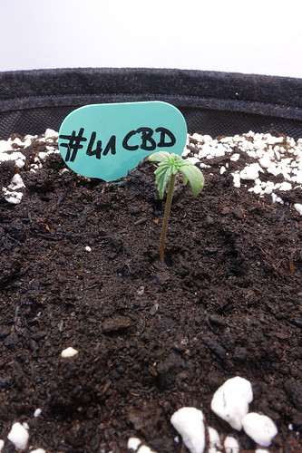 Growreport Bild 5