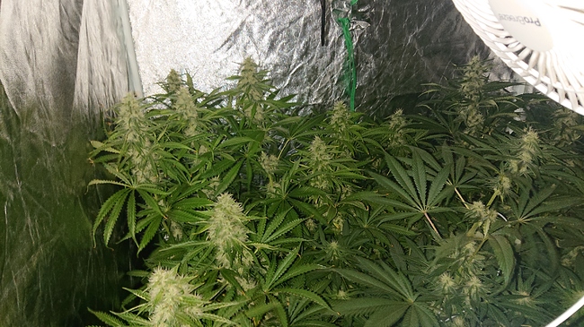 Growreport Bild 1