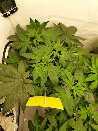 Growreport Bild 1