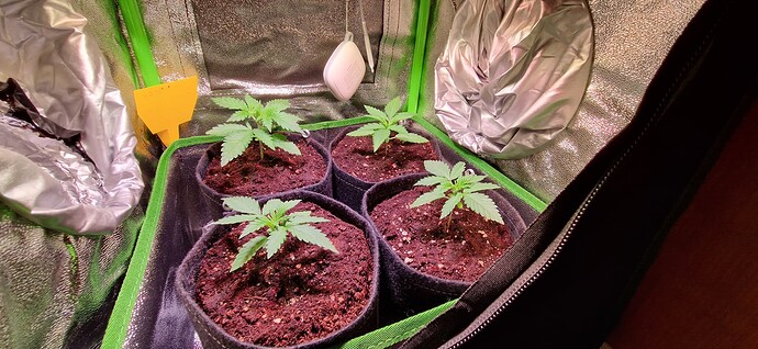 Growreport Bild 5