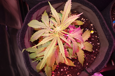 Growreport Bild 3