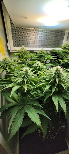 Growreport Bild 3