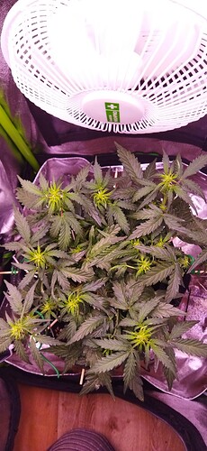 Growreport Bild 64