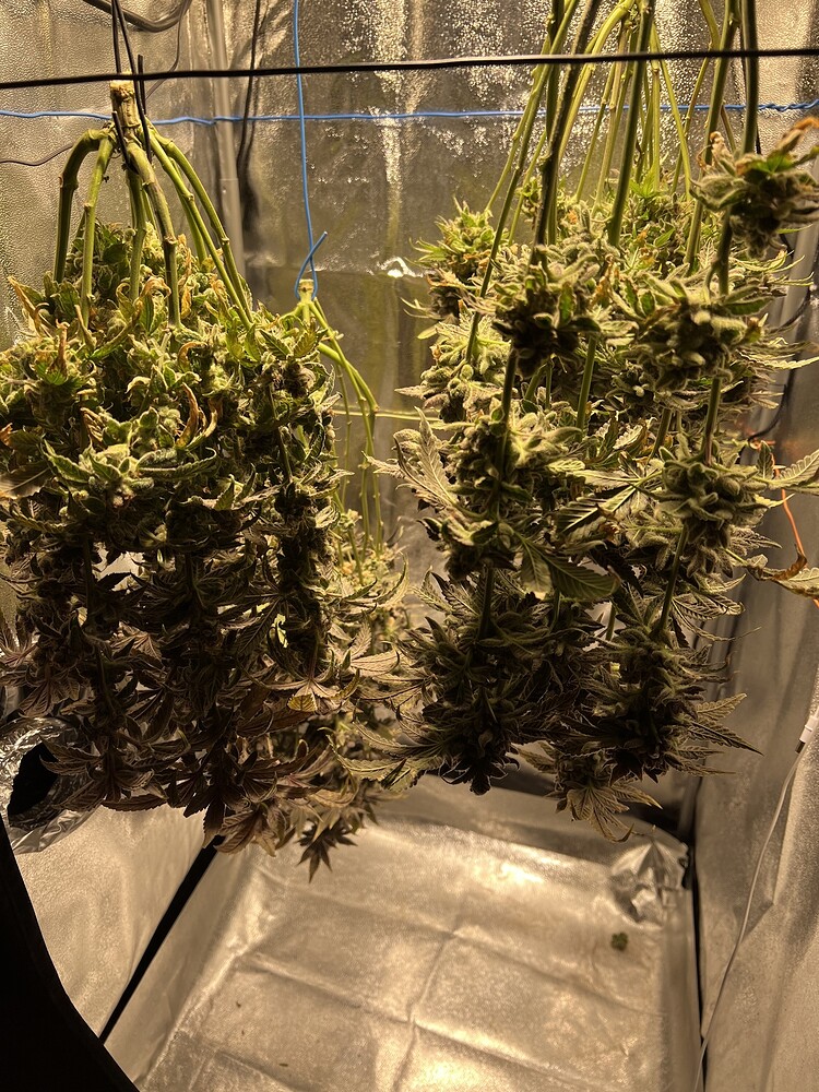 Bio Tabs / Tangerine Sorbet, Blue Kush, DoSiDos / 80x80
