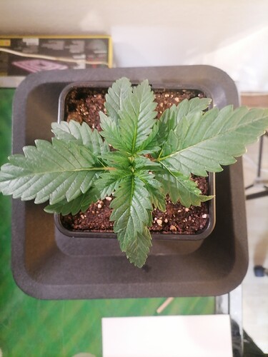 Growreport Bild 7