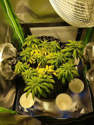 Growreport Bild 2