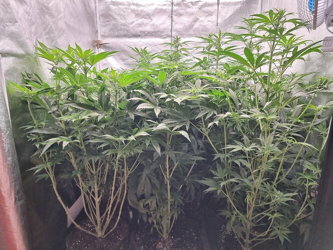 Growreport Bild 29