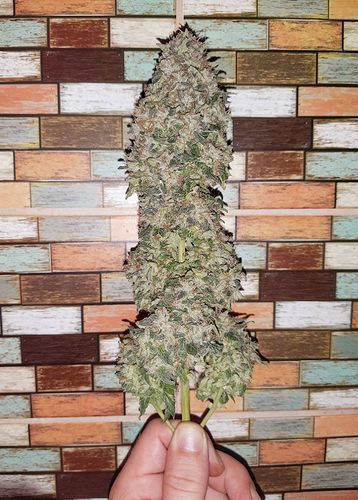 Growreport Bild 11