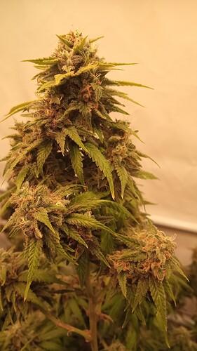 Growreport Bild 46