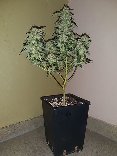 Growreport Bild 1