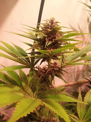 Growreport Bild 58