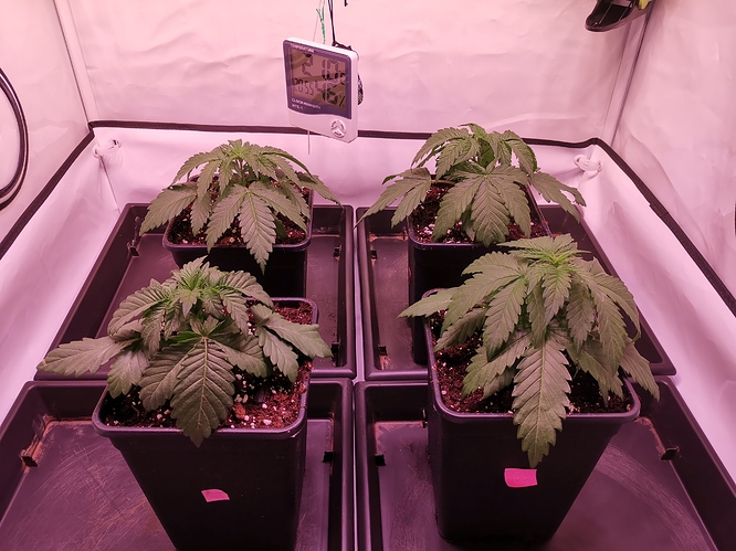 Growreport Bild 7