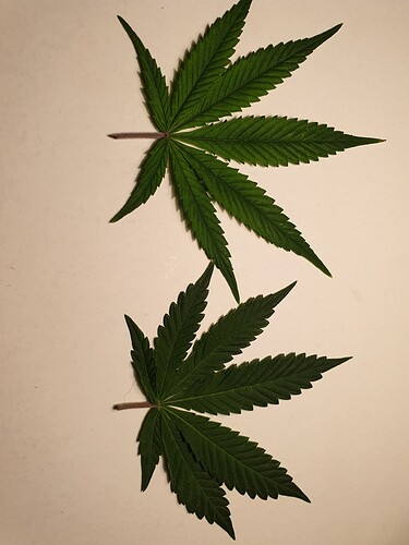 Growreport Bild 8