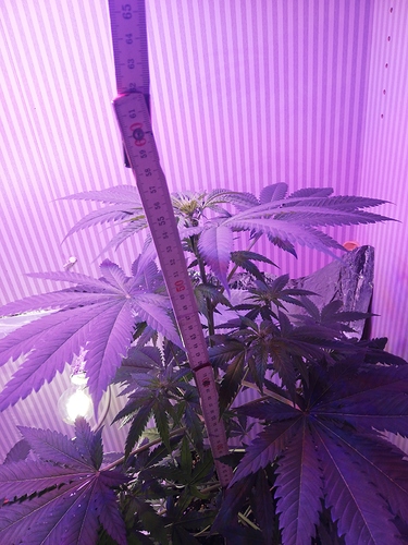Growreport Bild 4