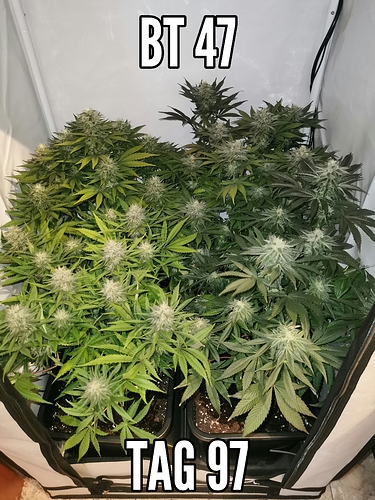 Growreport Bild 1