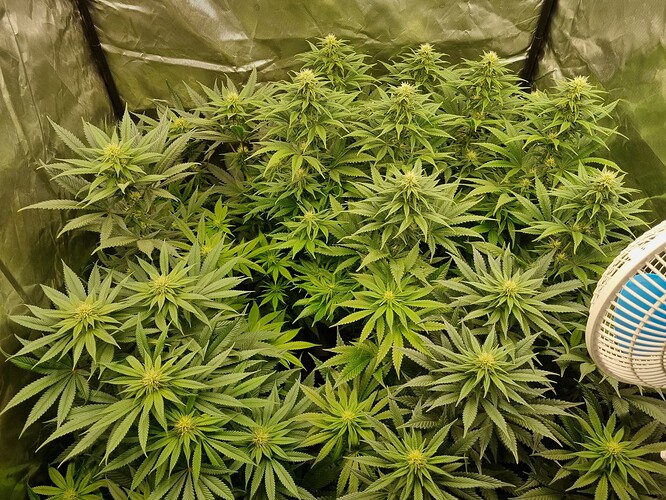 Growreport Bild 50