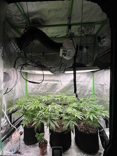 Growreport Bild 3