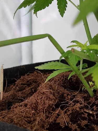 Growreport Bild 105