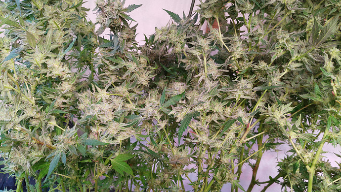 Growreport Bild 19