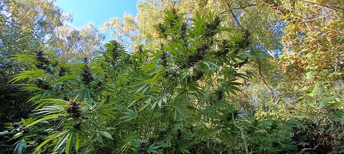 Growreport Bild 6