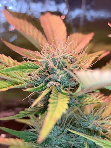 Growreport Bild 1