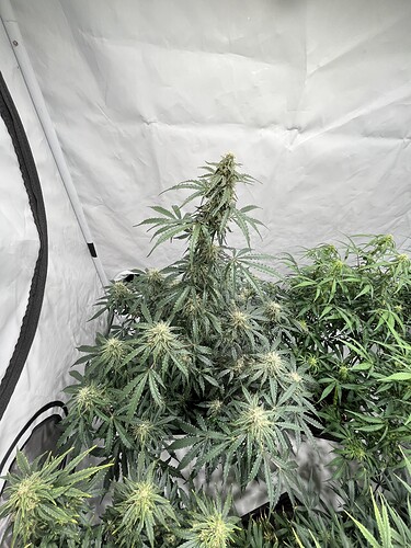Growreport Bild 13