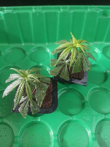 Growreport Bild 5