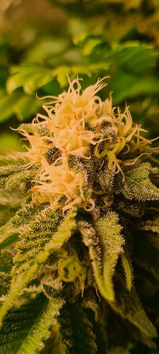 Nahaufnahme eines Cannabis-Buds mit vielen Trichomen und orangefarbenen Stempeln.