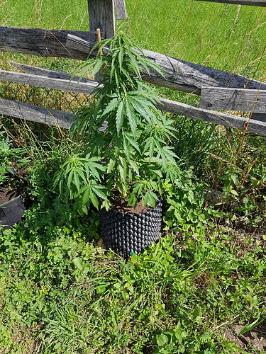 Growreport Bild 8