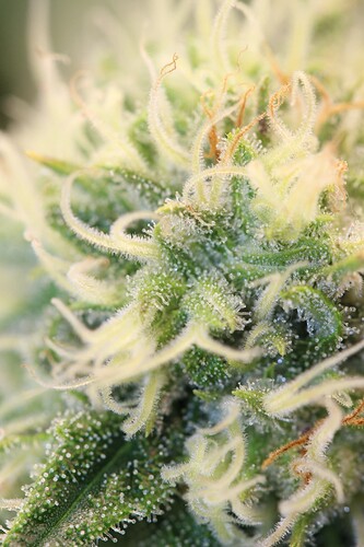 Growreport Bild 9