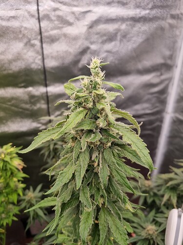 Growreport Bild 24