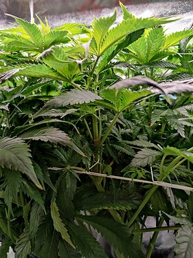Growreport Bild 9