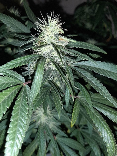 Growreport Bild 12