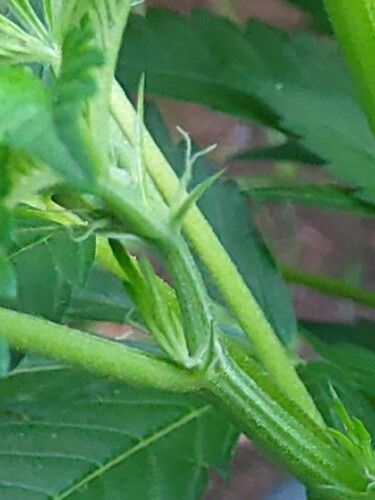 IMG_20220711_212121